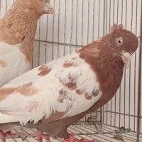 کفتر تربت|پرنده|تربت‌حیدریه, حسنی بالا|دیوار