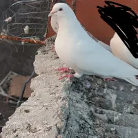 سفید چشم سفید|پرنده|بم, |دیوار