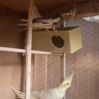 عروس هلندی|پرنده|کهریزک, |دیوار