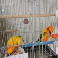 طوطی خورشیدی