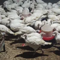 کارگر میخوام