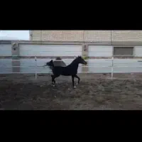 اسب نریان سیاه پنج نشان