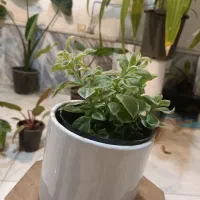 گل یخ برفی ارسال رایگان + هدیه|گل و گیاه طبیعی|مشهد, سناباد|دیوار