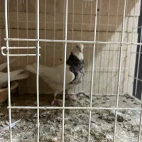 کفتر|پرنده|کرمانشاه, |دیوار