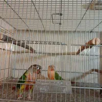 گرینچیک|پرنده|فولادشهر, B2|دیوار