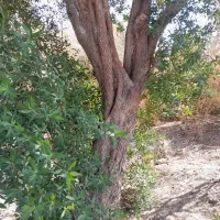 خرید انواع چوب به بالاترین قیمت بازار