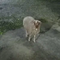 گوسفند نریکساله|حیوانات مزرعه|رشت, بازار|دیوار