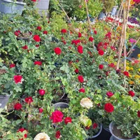 گل رز قرمز باغی باغچه ایی و گلدانی|خدمات باغبانی و درختکاری|لنجان, |دیوار