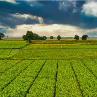 زمین کشاورزی سنددار