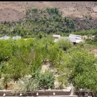 1000متر زمین پسته