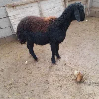 بره ماده گیج شده