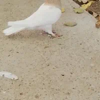 طوقی طوق زرد ماده معاوضه کفتر کبوتر