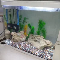 آکواریوم|ماهی|بندر ماهشهر, |دیوار