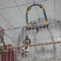 فنچ و قفس|پرنده|مشهد, خواجه ربیع|دیوار