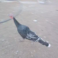 بوقلمون نر محلی ارگانیک