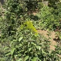فروش-زمین-بحر-اصلی-خدایار-خان