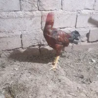 مرغ