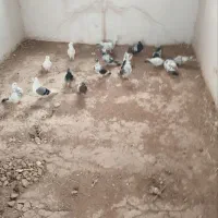 کبوتر|پرنده|قیدار, |دیوار