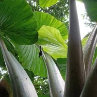 فروش گل سیکاس و بالا آدم با قیمت مناسب