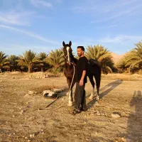 مادیان سه ساله