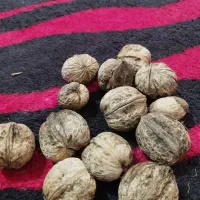 گررو پوست کاغذی