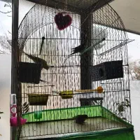 دو جفت مرغ عشق سالم و سرحال همراه با قفس و دونه|پرنده|شاهین‌شهر, شهرک سایت|دیوار