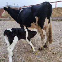 یک عدد گاو با گوساله نر