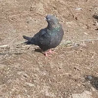 ۹عددکبوتر پرشی|پرنده|نوشین شهر, |دیوار