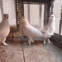 کبوتر راعبی