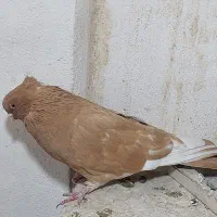 کبوتر نوکریز ونوک قنار