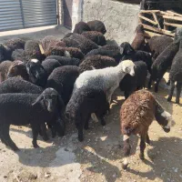 بر بره