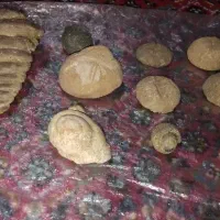 مجموعه فسیل طبیعی