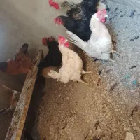 مرغ و خروس