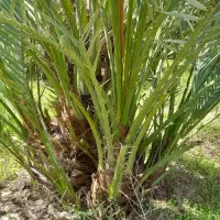 پاجوش نخل برحی  بچه نخل برحی