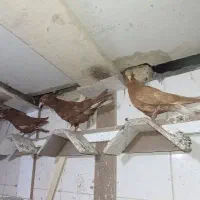 پشتی دم سفید