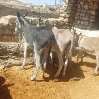 ولاغ
