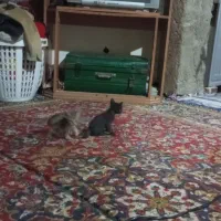 گربه