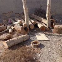 برش درخت خرید چوب قطع درخت|خدمات باغبانی و درختکاری|تهران, صادقیه|دیوار