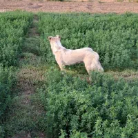 یونجه خشک بدون علف هرز