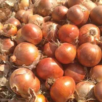پیاز فلات قالب درشت|خدمات باغبانی و درختکاری|شیروان (خراسان), |دیوار