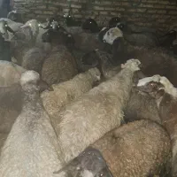 گوسفند میش|حیوانات مزرعه|هرسین, |دیوار