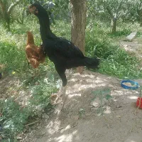 جوجه خروس لاری
