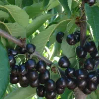 فروش نهال گیلاس تکدانه سیاه هارت|خدمات باغبانی و درختکاری|نظرآباد, رسالت|دیوار