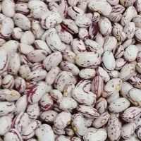 لوبیا چیتی|خوردنی و آشامیدنی|اسدآباد, |دیوار