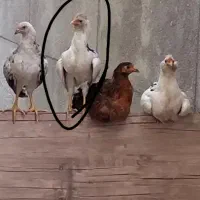 مرغ تخم گذار