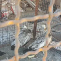 طاووس|پرنده|کاشان, فین بزرگ|دیوار