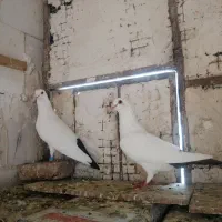 نر دم سیاه ماده دم قهوای پلنگ