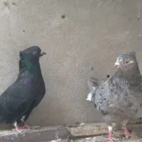 جفت دمسفید|پرنده|بهبهان, |دیوار