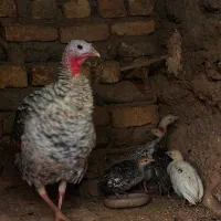 بوقلمون ماده|حیوانات مزرعه|نوبران, |دیوار