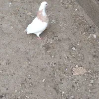 کبوتر طوقی|پرنده|مهر, |دیوار